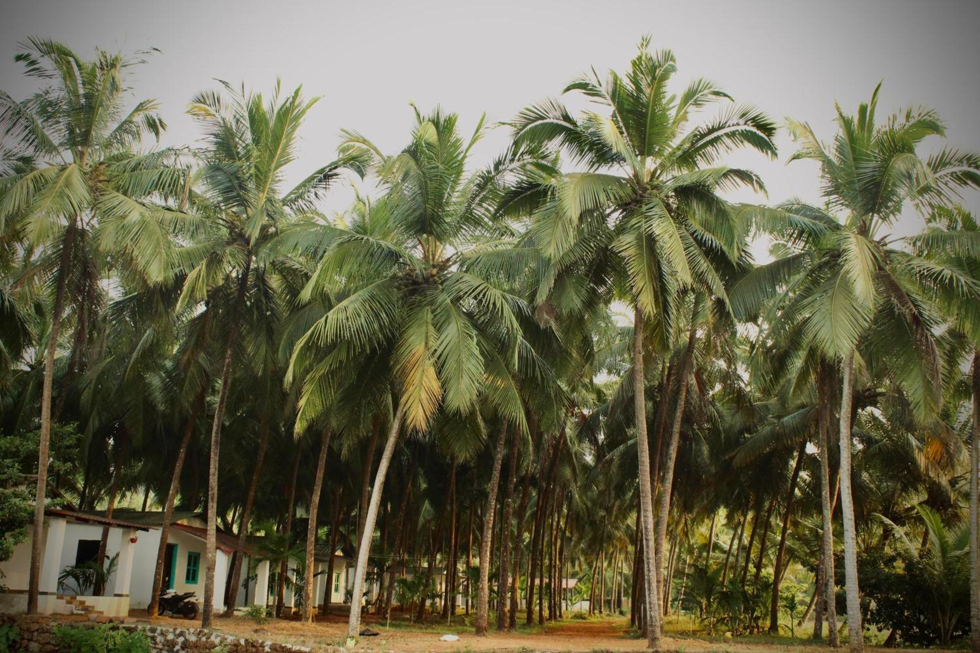 India Yoga Village Canacona Luaran gambar